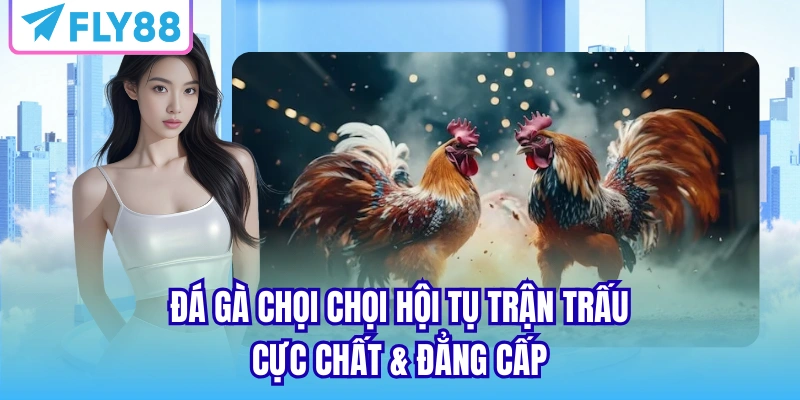 Đá gà chọi hội tụ trận trấu cực chất & đẳng cấp